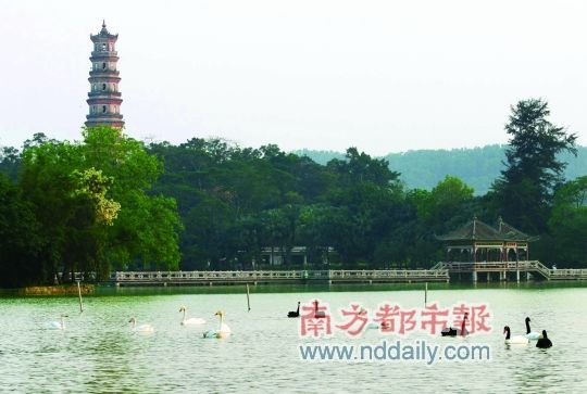 惠州西湖在惠州是“城在水中，水在城中”。這里景色優(yōu)美，是個(gè)談情說愛的好地方。南都記者田飛攝