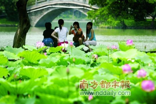 一到夏天，惠州西湖里的荷花便開了。陳偉斌 攝